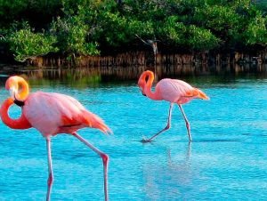 FLAMINGOS ISABELA FLAMINGOS ISABELA